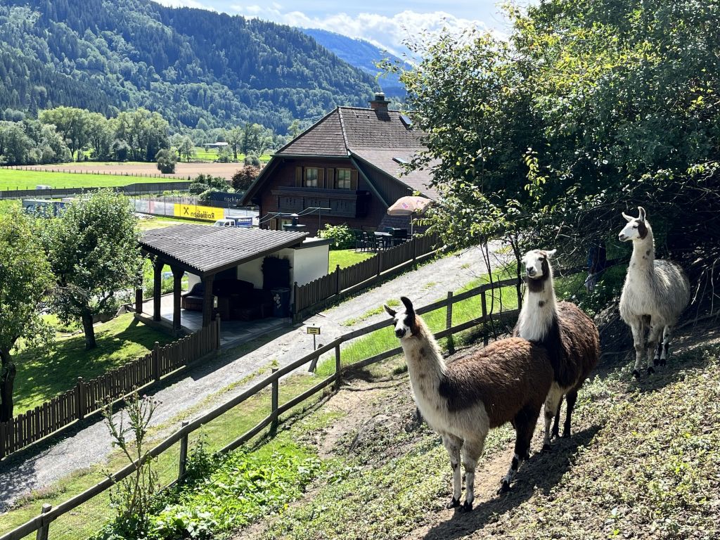 Lama cover