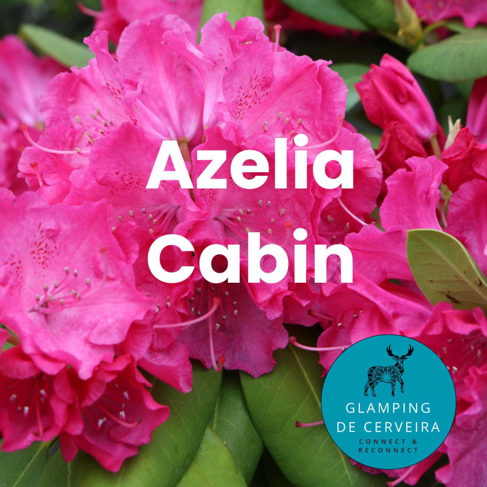 «Azalea Cabin» cover